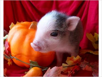 Teacup Pet Schweine zum Verkauf