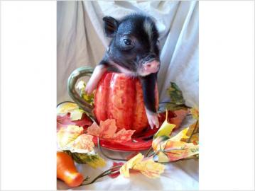 Teacup Pet Schweine zum Verkauf