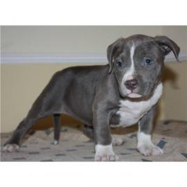 Pitbull Welpen suchen ein zu Hause