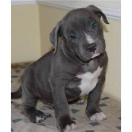 American Pit Bull Welpen Blueline