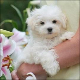 Entz�ckende Siberian Husky-Welpen