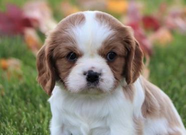 Cavalier-King-Charles Spaniel mit Papier