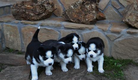 Reinrassigen Siberian Husky Welpen mit b