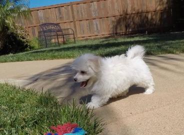 Beautiful maltese puppy