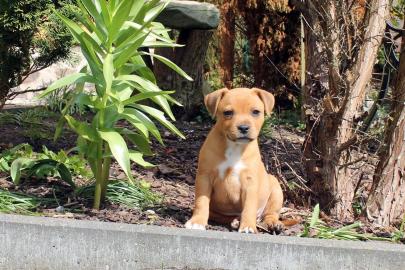 Reinrassige Weihnachten Amstaff.  Welpen