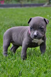 Reinrassige Weihnachten Amstaff.  Welpen