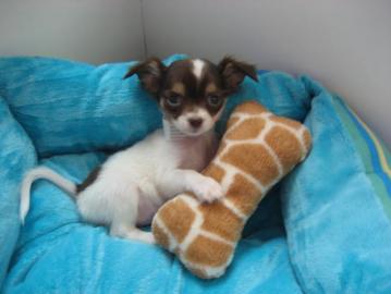 Mini Chihuahua Welpen kurz und langhaar