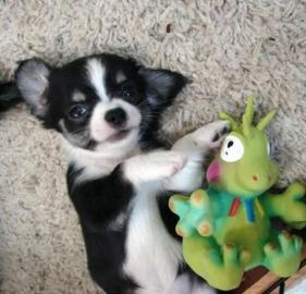 Mini Chihuahua Welpen kurz und langhaar