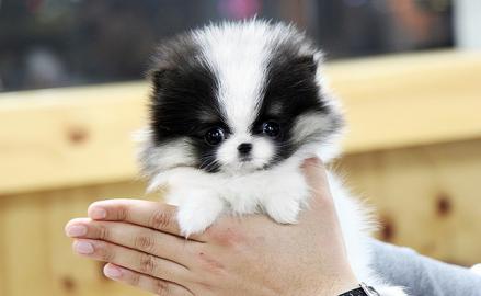 Zwergspitz / Pomeranian welpen