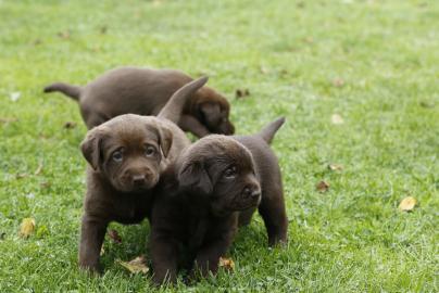 Labradorwelpen m.  Papieren, in allen Far