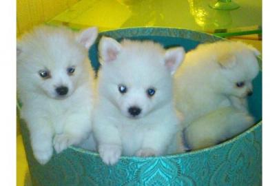 Wundersch�ne Pomeranian Welpen mit VDH P