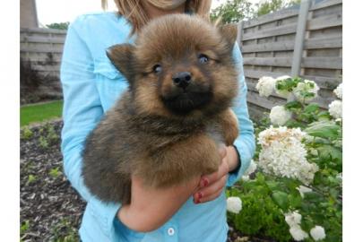 Wundersch�ne Pomeranian Welpen mit VDH P