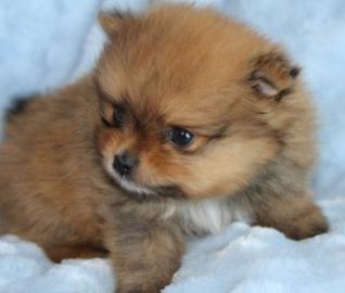 Wundersch�ne Pomeranian Welpen mit VDH P