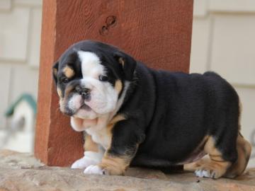 Englische Bulldoggen Welpen