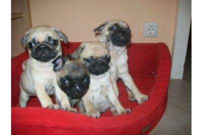 Reinrassige sch�nes mops Welpe weibl.  un