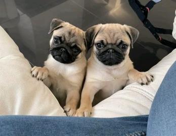 Mops Welpen WhatsApp +34631013227