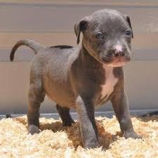 Niedlichen Blaue Nase Pitbull Welpen Wha