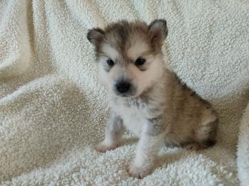 Alaskan Malamute-Welpen
