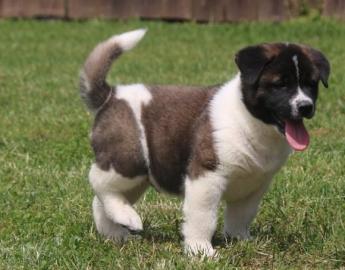 Akita Welpen