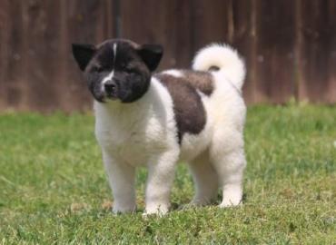 Akita Welpen