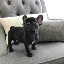 Franz�sische Bulldoggen Welpen