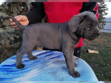 Cane Corso Welpen mit Ahnentafel