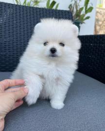 🐾 Zwergspitz-Welpen (Pomeranian) 
