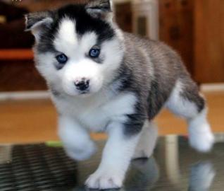 --//Blaue Augen Siberian Husky Welpen///