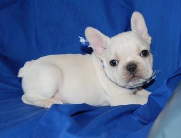 Blaue franz?sische Bulldoggenwelpen zum
