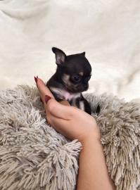 Chihuahua mini H?ndin