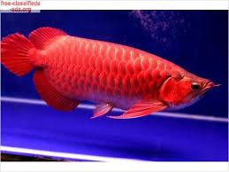 Qualit�t S��wasseraquarium Fische