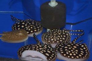 Qualit�t S��wasseraquarium Fische