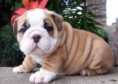 Englische Bulldogge