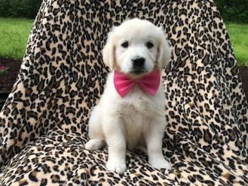 Golden Retriever-Welpen