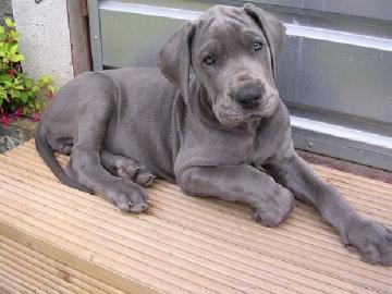 charmante m�nnliche und weibliche Doggen