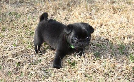 Mops Welpen zu verkaufen f�r 100 Euros