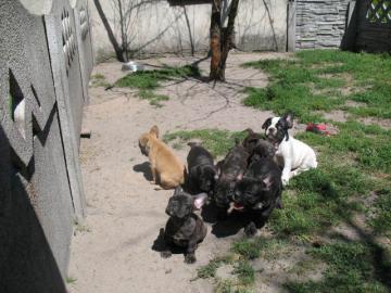 Liebevoll Franz�sisch Bulldogge Welpen