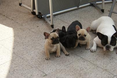 Liebevoll Franz�sisch Bulldogge Welpen