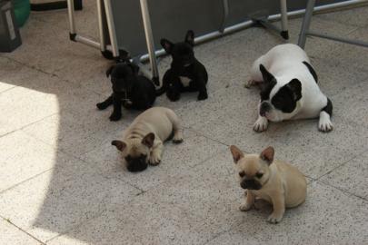 Liebevoll Franz�sisch Bulldogge Welpen