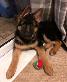 Qualit�tssch�ferhundwelpen