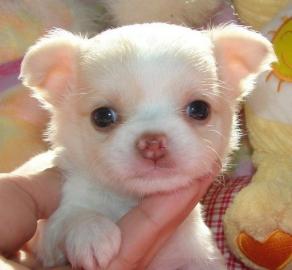 Chihuahua Welpen LH und KH mit Papiere C