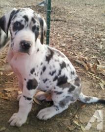 Dogge-Welpen, die neue H�user suchen