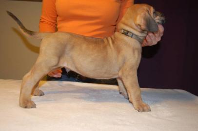 Fila Brasileiro Welpen mit Papiere