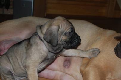 Fila Brasileiro Welpen mit Papiere
