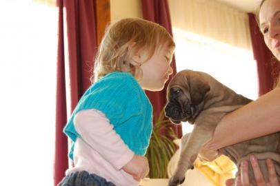 Fila Brasileiro Welpen mit Papiere
