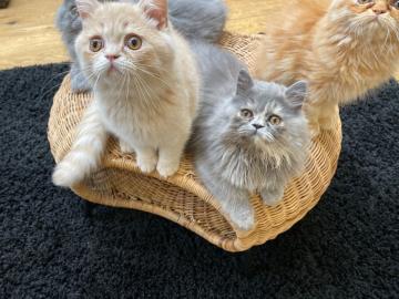 Persische K?tzchen