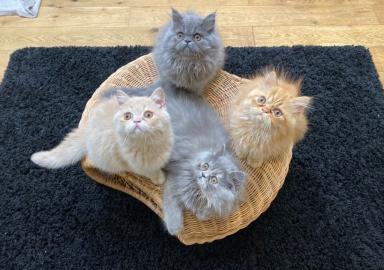 Persische K?tzchen