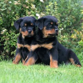 Deutsche Rottweiler Welpen