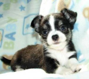 Top Chihuahua KH Welpen