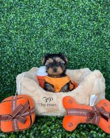 MINI Yorkshire Terrier Steel Blue Welpe